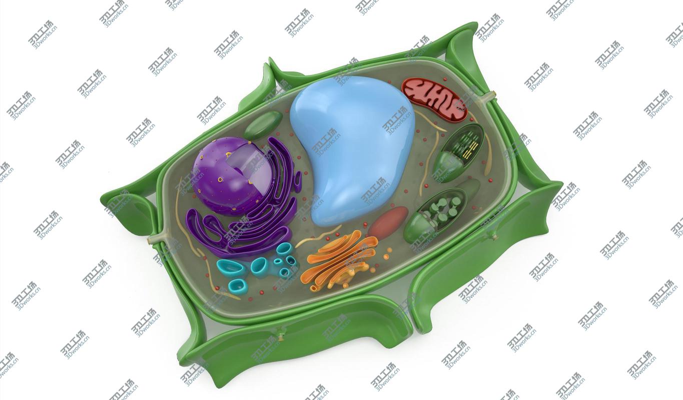 images/goods_img/2021040231/Plant Cell model/4.jpg